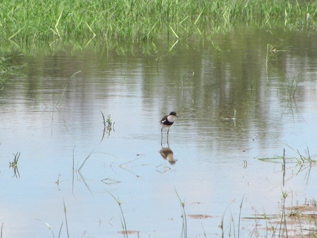 Red-kneed Dotterel