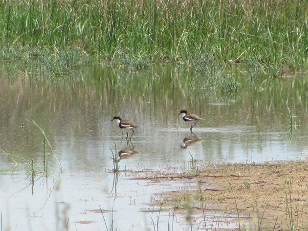 Red-kneed Dotterels