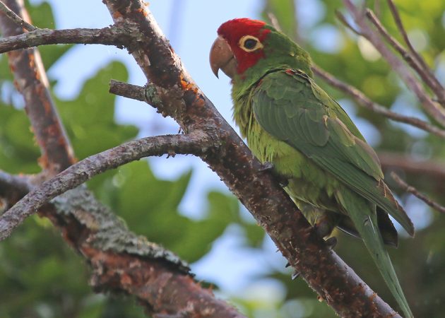 Red-masked Parakeet