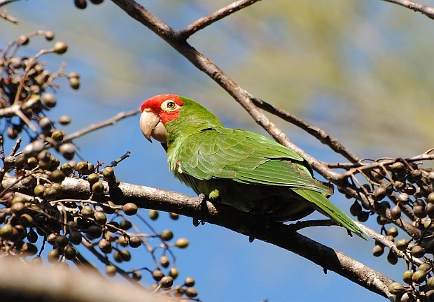 Red-masked Parakeet Apr 5 2015