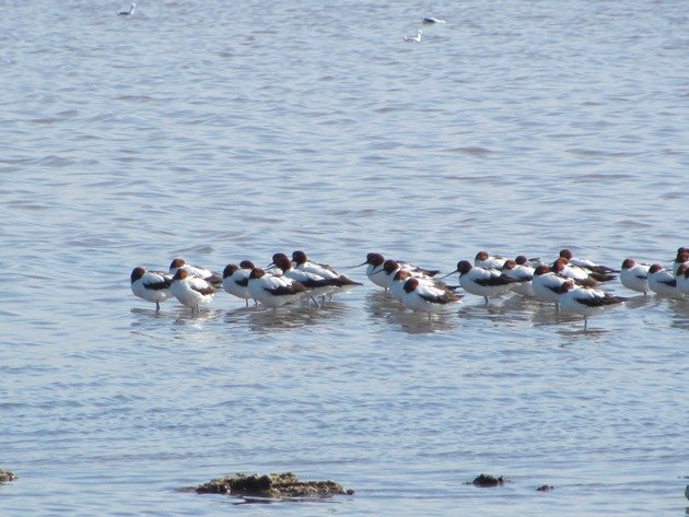 Red-necked Avocet