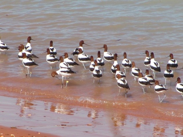 Red-necked Avocet