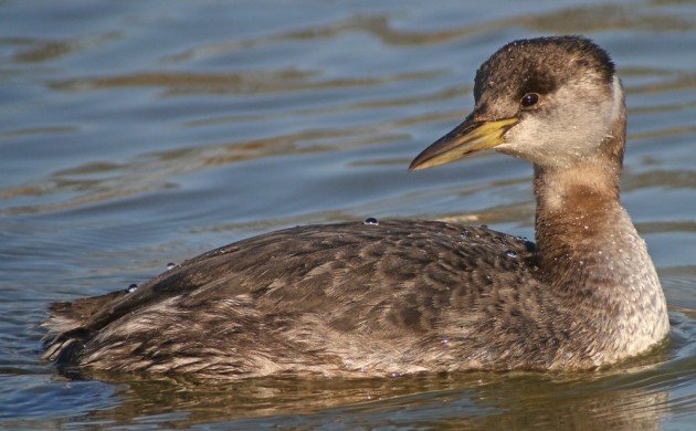 Red-necked Grebe at Baisley Pond Park