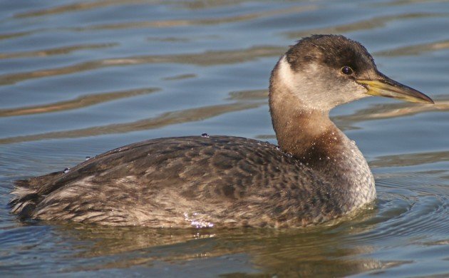 Red-necked Grebe in Queens