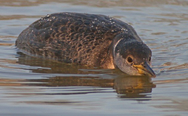 Red-necked Grebe on the attack