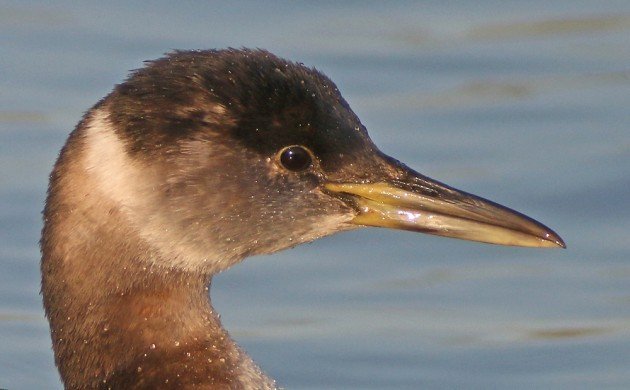 Red-necked Grebe portrait