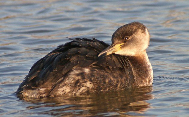 Red-necked Grebe preening