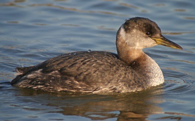 Red-necked Grebe swimming