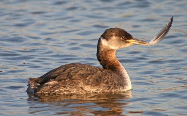 Red-necked Grebe with feather