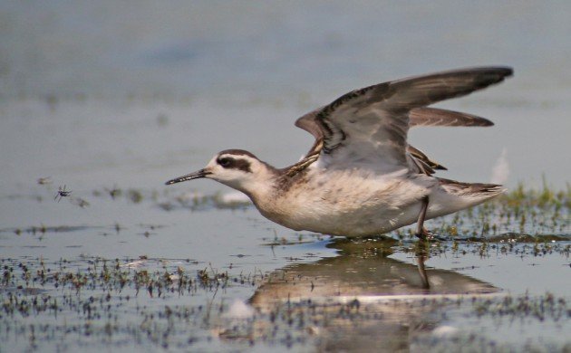 Red-necked Phalarope and prey
