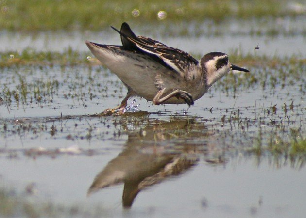 Red-necked Phalarope chasing a bug