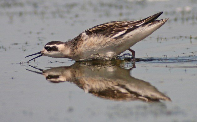 Red-necked Phalarope lunging