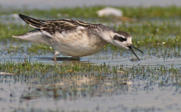 Red-necked Phalarope trying to cast a pellet