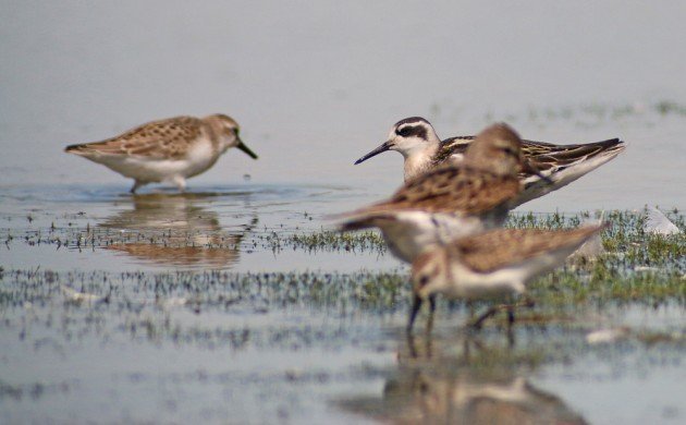Red-necked Phalarope with other shorebirds