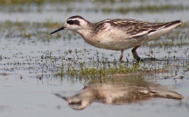 Red-necked Phalarope