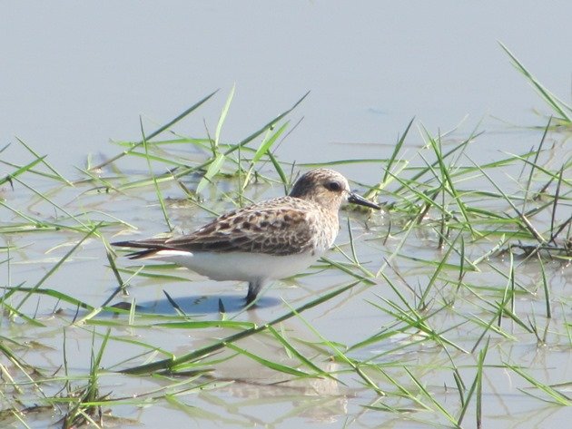 Red-necked Stint (2)