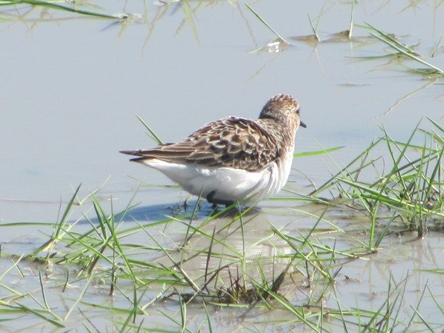 Red-necked Stint (3)