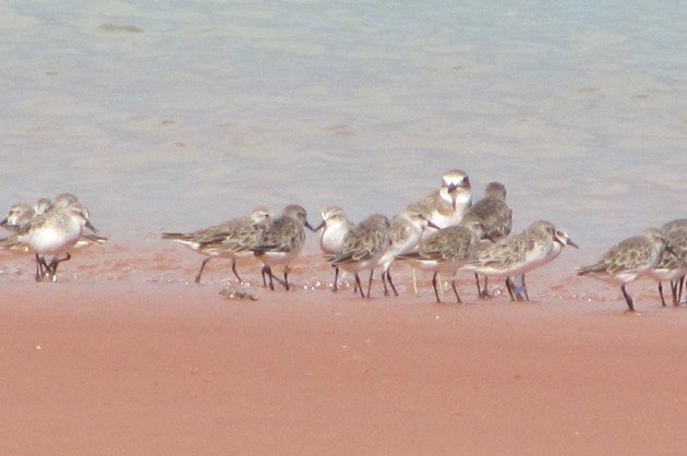 Red-necked Stint 321 & Greater Sand Plover (2)
