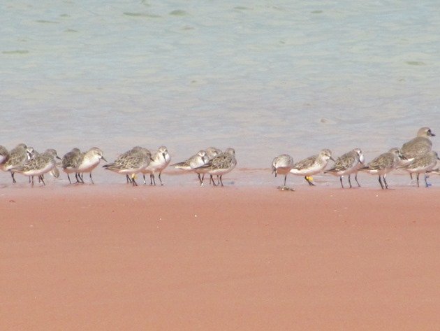 Red-necked Stint 321 & Greater Sand Plover