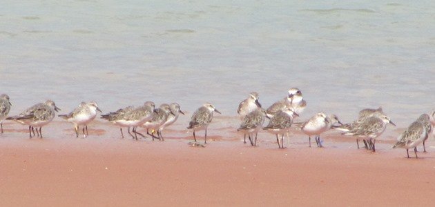Red-necked Stint 321 & shorebirds (2)