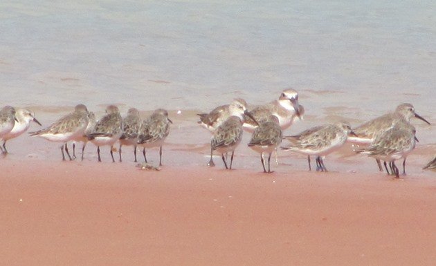 Red-necked Stint 321 & shorebirds