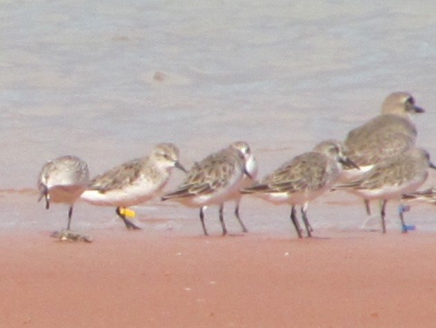 Red-necked Stint 321