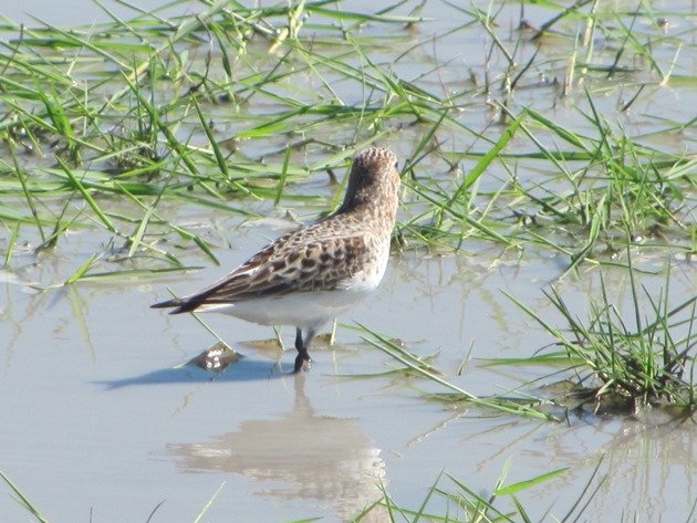 Red-necked Stint (4)