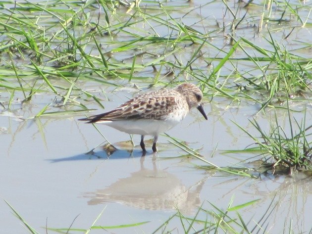 Red-necked Stint (5)