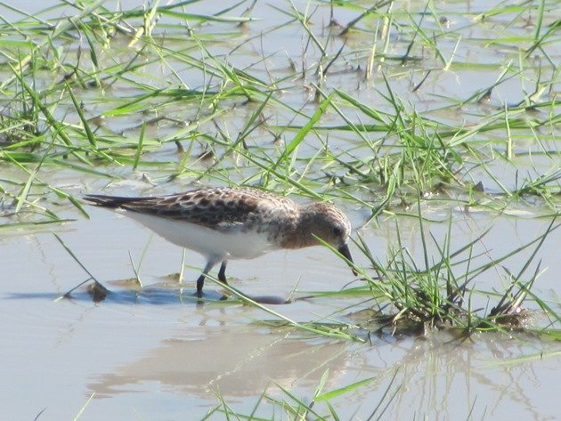 Red-necked Stint (6)