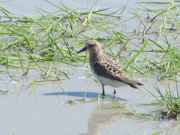 Red-necked Stint (7)