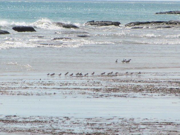 Red-necked Stint & Grey-tailed Tattlers