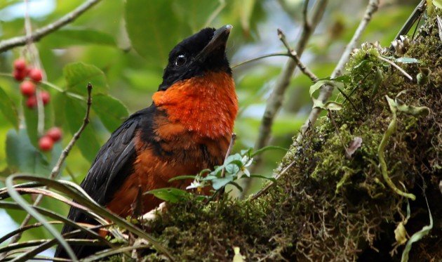 Red-ruffed Fruitcrow showing ruff