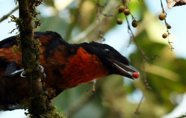 Red-ruffed Fruitcrow eating fruit