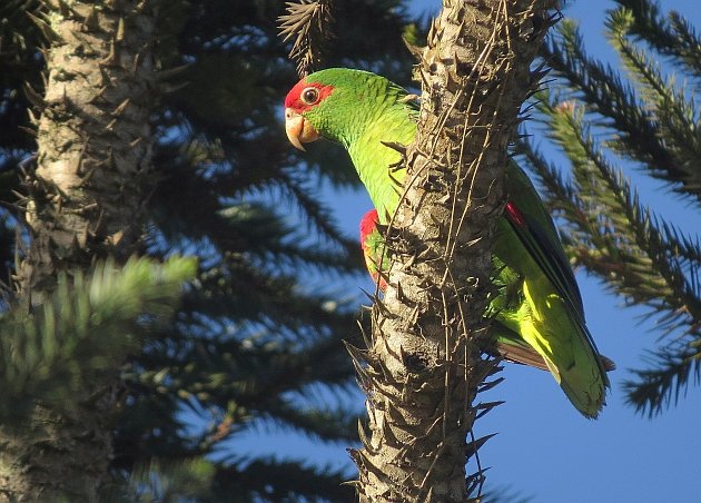 Red-spectacled Parrot