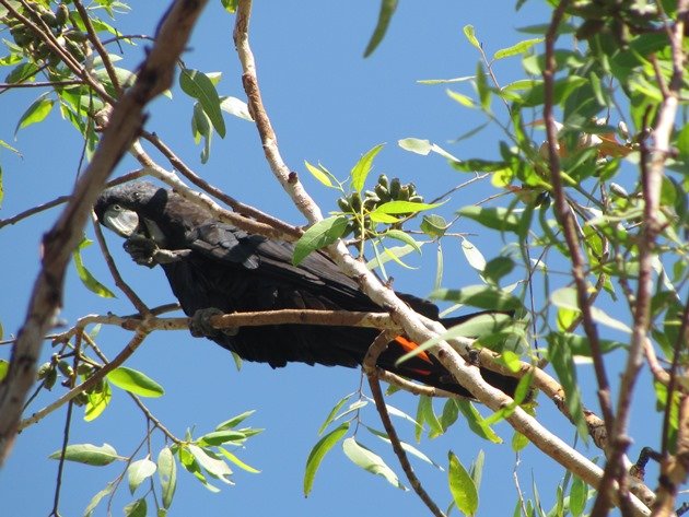 Red-tailed Black-Cockatoo