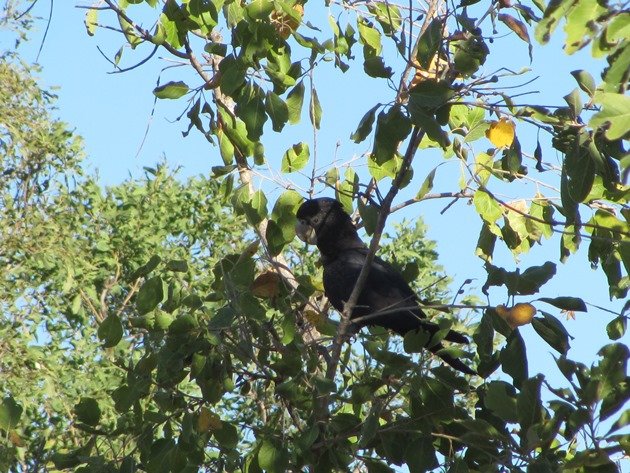 Red-tailed Black Cockatoo