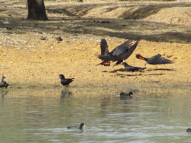 Red-tailed Black Cockatoos & Eurasian Coot