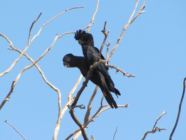 Red-tailed Black Cockatoos