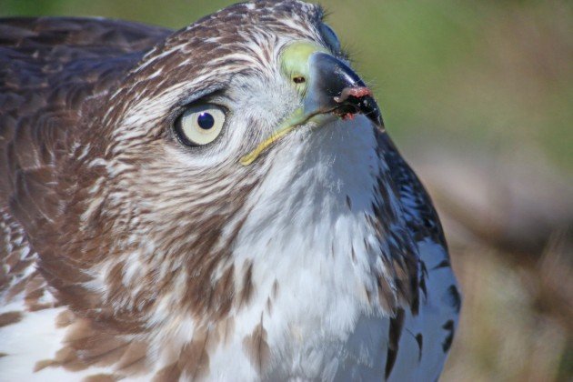 Red-tailed Hawk eating