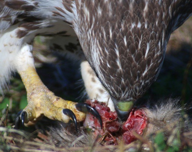 Red-tailed Hawk eating squirrel