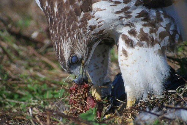 Red-tailed Hawk eating 5