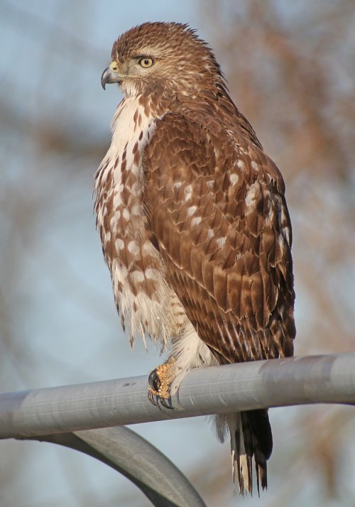 Red-tailed Hawk youngster