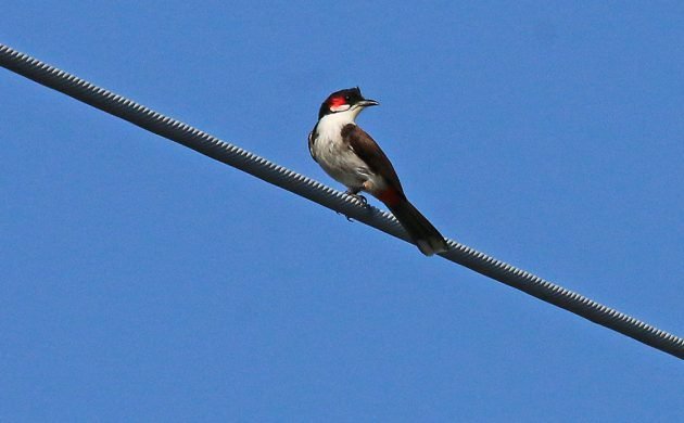 Red-whiskered Bulbul