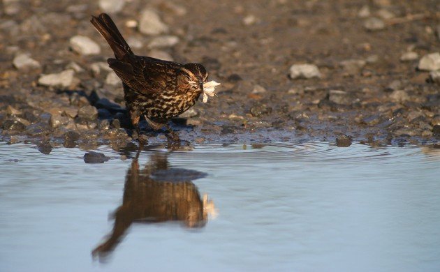 Red-winged Blackbird with moth