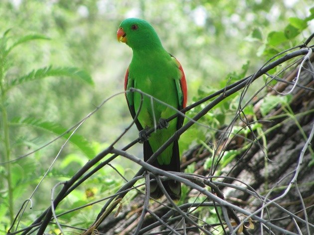 Red-winged Parrot