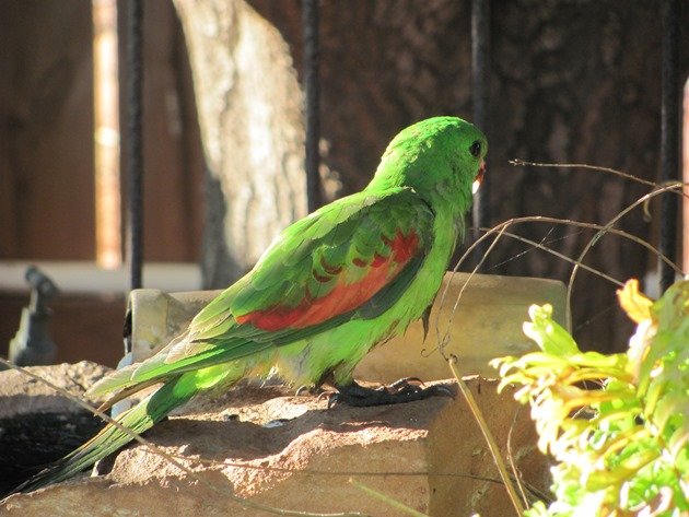 Red-winged Parrot (10)