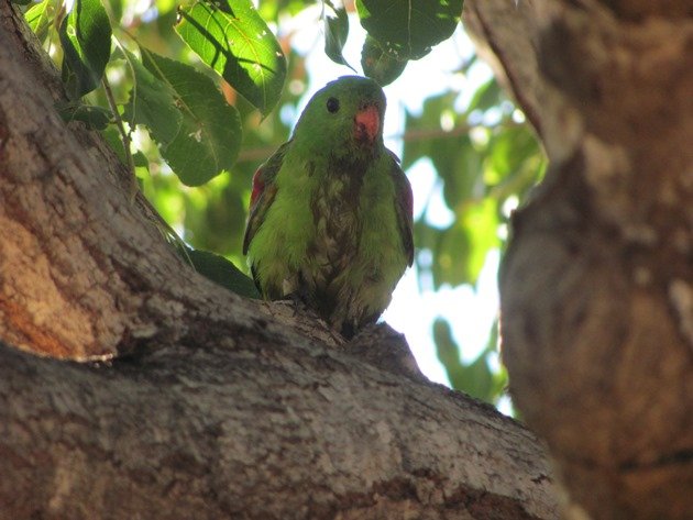 Red-winged Parrot (11)