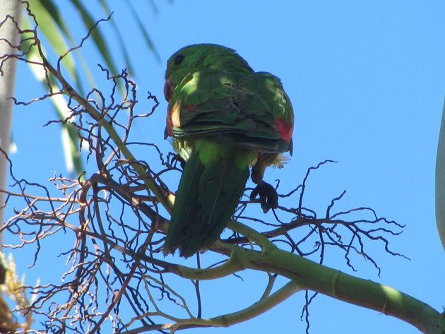 Red-winged Parrot (12)