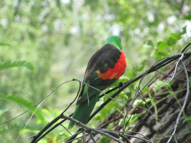 Red-winged Parrot (3)