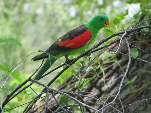 Red-winged Parrot (4)